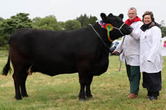 drumcorn ergessa C265